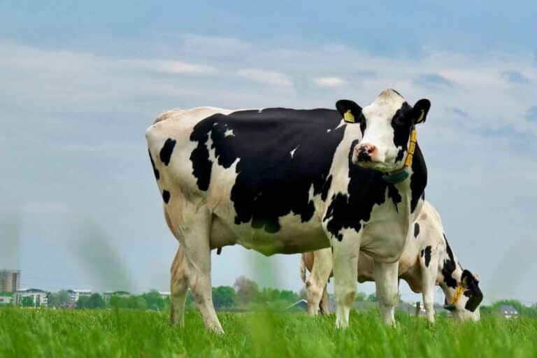 Acibet G P van der Kooij Groep Schiedam