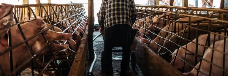 Feed prices for dairy cattle and pigs are once again showing strong fluctuations in the autumn of 2025. Higher protein and grain prices directly impact farmers' margins