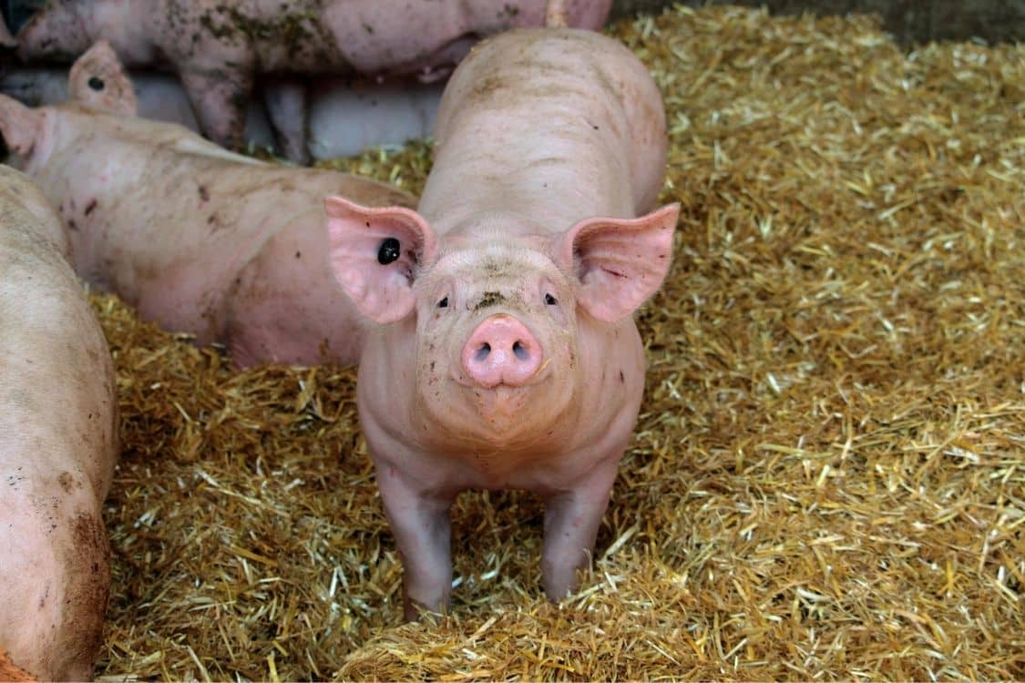 Pig Products PVD Kooijgroep Schiedam